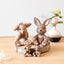 Klarborg Hase - Große Nøk 